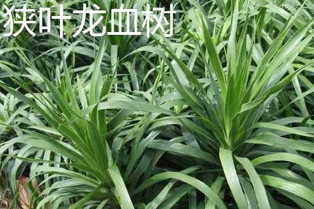 狭叶龙血树和剑叶龙血树的区别
