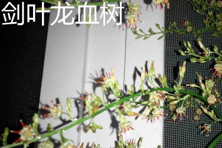 剑叶龙血树 剑叶龙血树