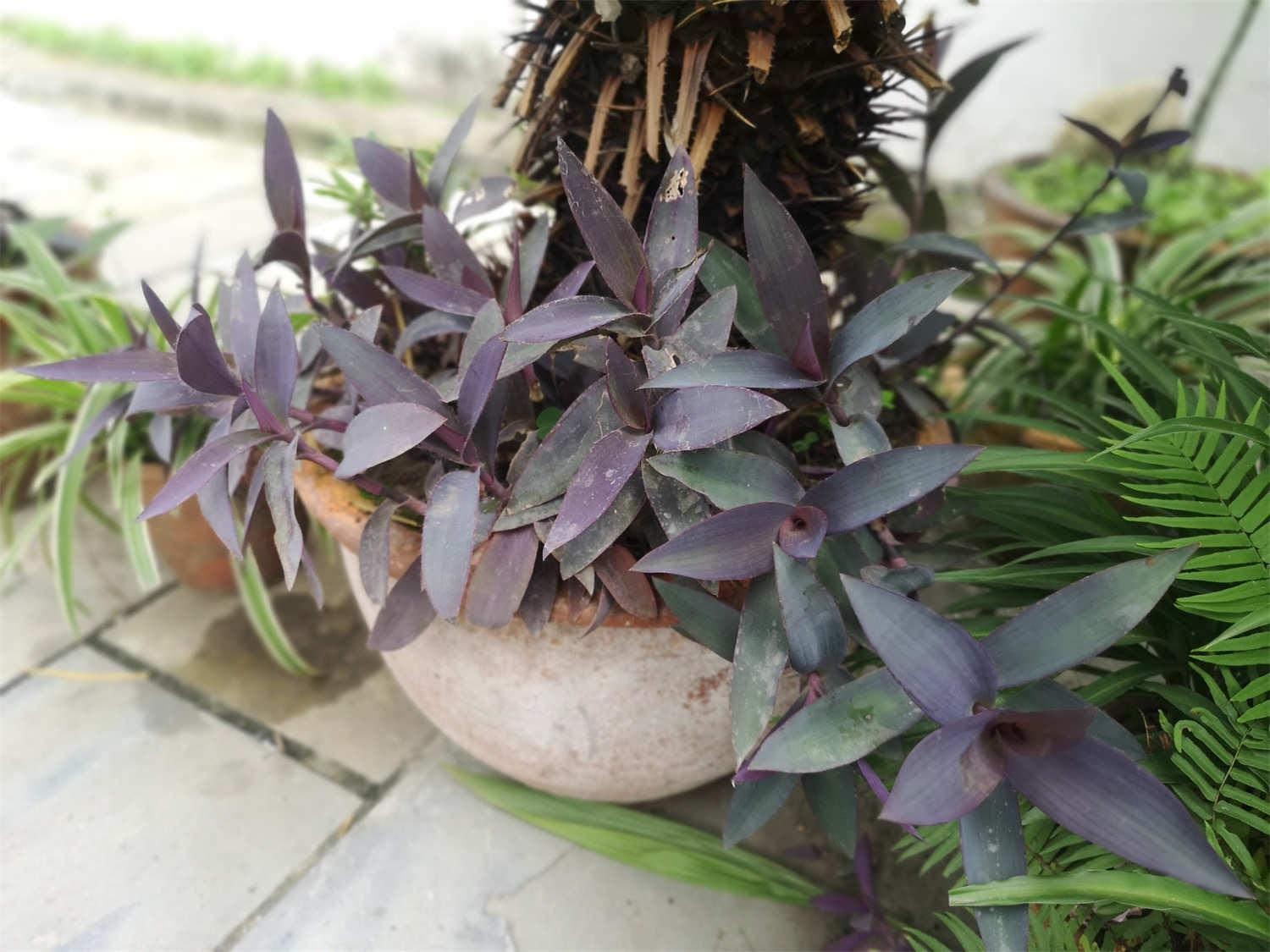 紫竹梅花期是什么时候,花开多久才谢