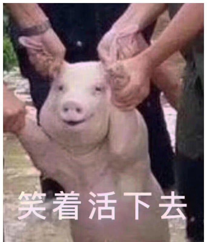 好心人营救被困狗狗,意外打造出经典表情包:笑着活下去