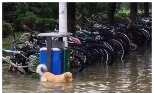 好心人营救被困狗狗,意外打造出经典表情包:笑着活下去