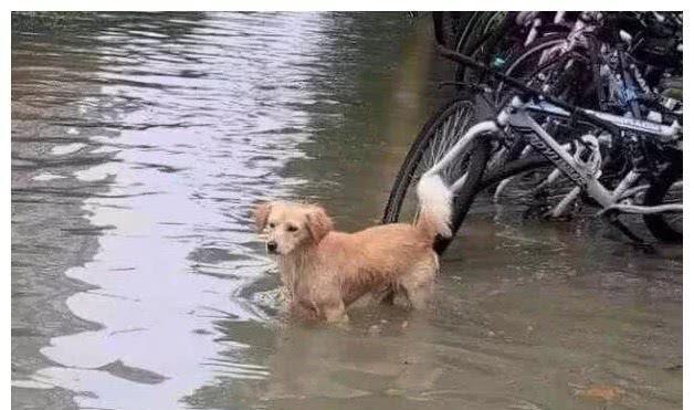 好心人营救被困狗狗,意外打造出经典表情包:笑着活下去