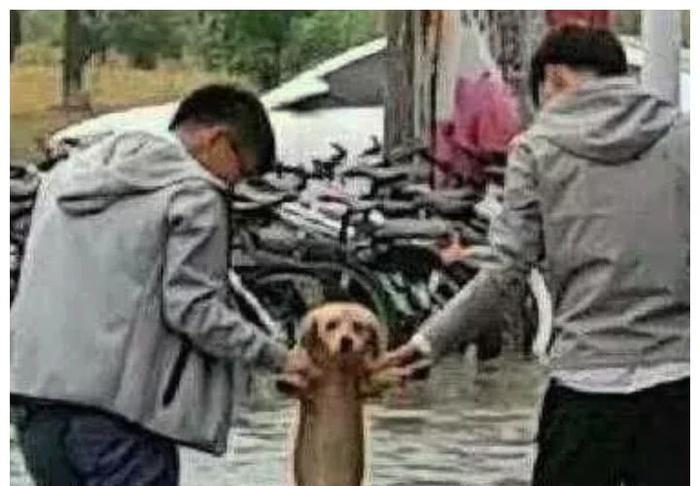 好心人营救被困狗狗,意外打造出经典表情包:笑着活下去