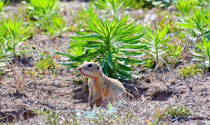 ​地鼠俗称大眼贼，原创拍摄