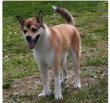 狗中的奇葩，长得像狐狸的稀有品种，数量极少曾经濒临灭绝！