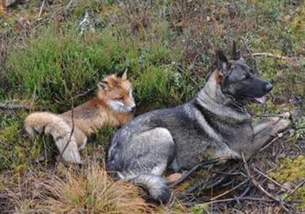 狗中的奇葩，长得像狐狸的稀有品种，数量极少曾经濒临灭绝！