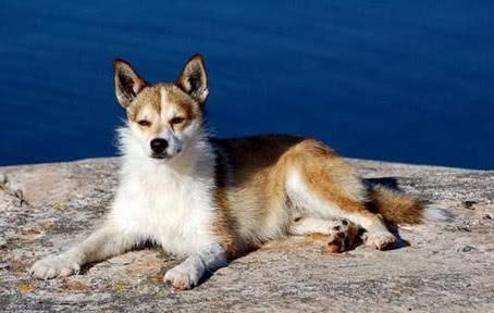 ​狗中的奇葩，长得像狐狸的稀有品种，数量极少曾经濒临灭绝！