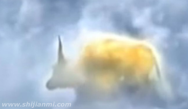 青牛是什么牛?青牛的来历(太上老君的瑞兽坐骑)