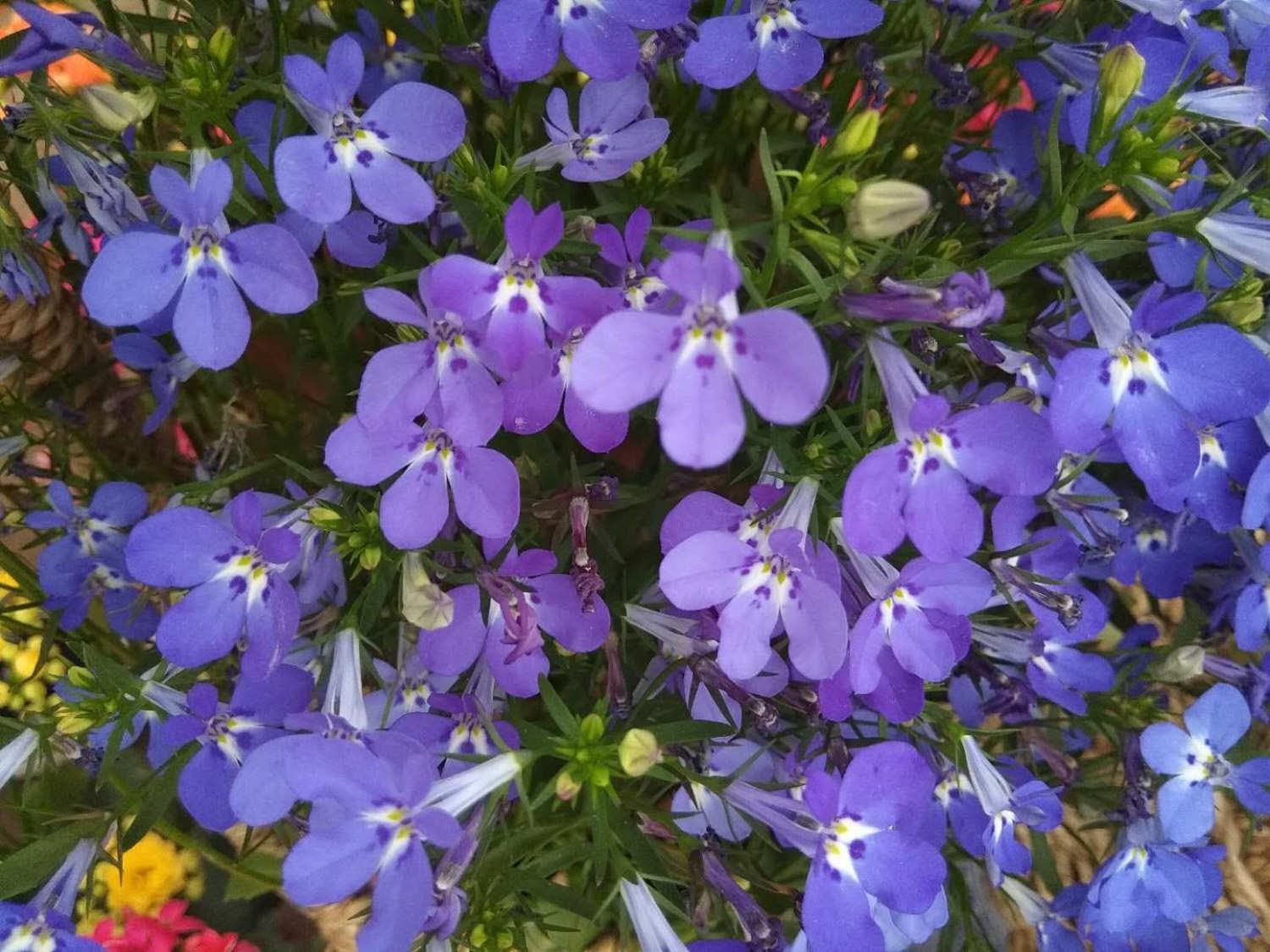 ​六倍利怎么开好花