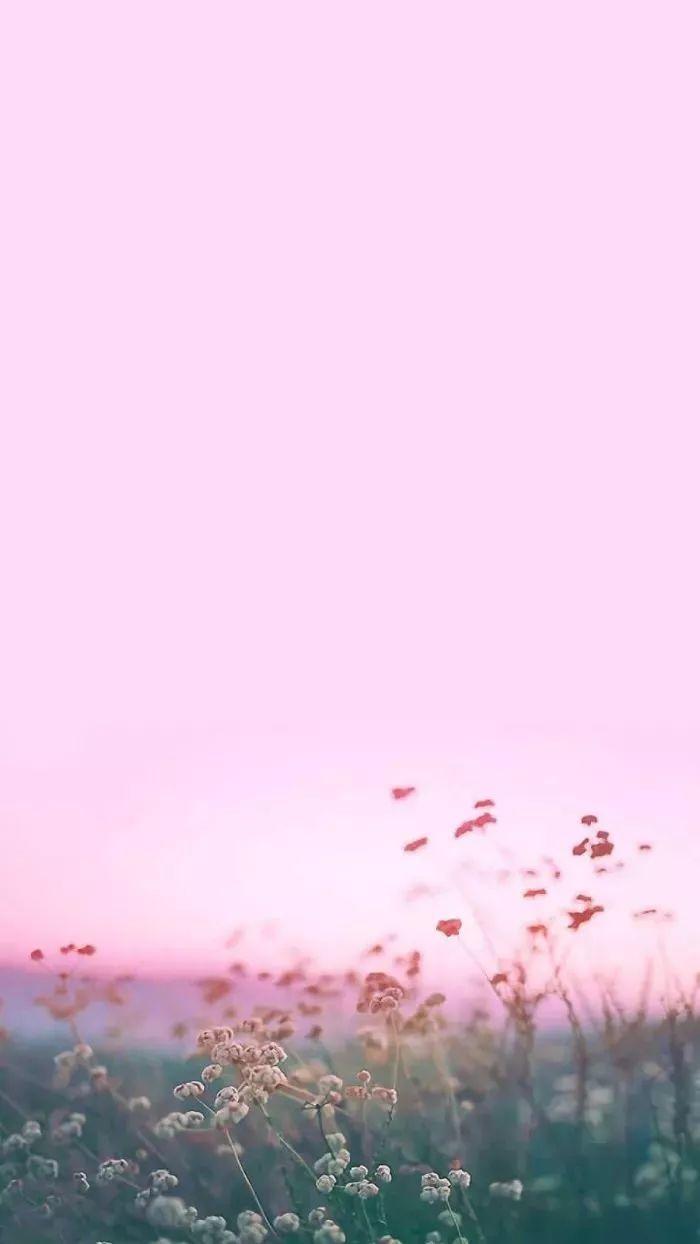 二次元粉色系壁纸分享，我的少女心啊！