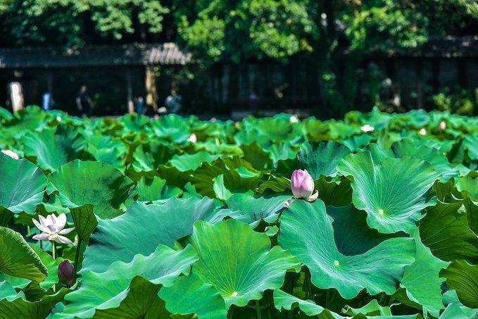 忘了苏州园林吧，去这样的私家园林，感受另类风格花园的风情