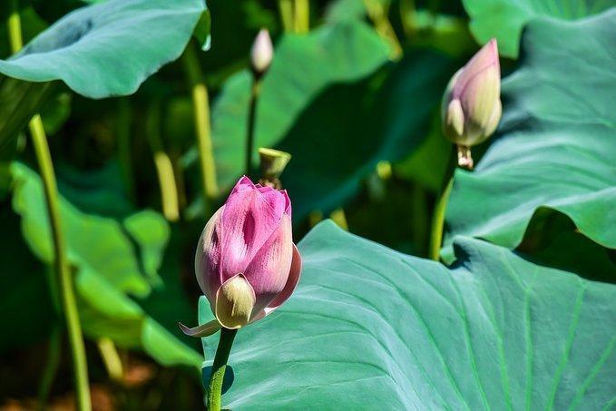 忘了苏州园林吧，去这样的私家园林，感受另类风格花园的风情