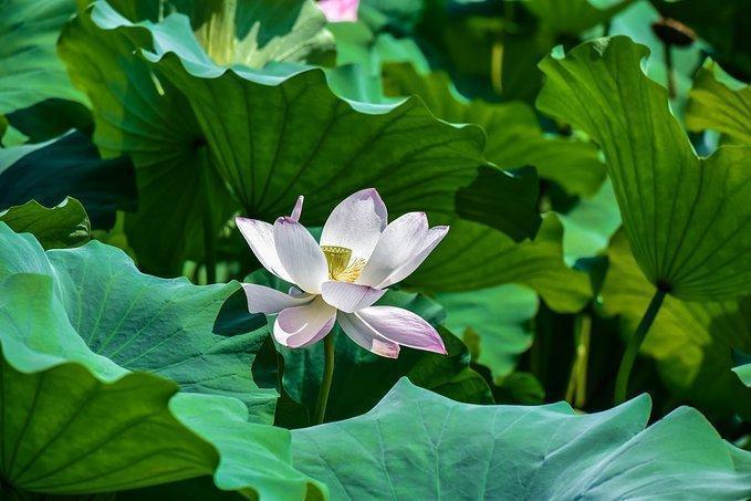 忘了苏州园林吧，去这样的私家园林，感受另类风格花园的风情