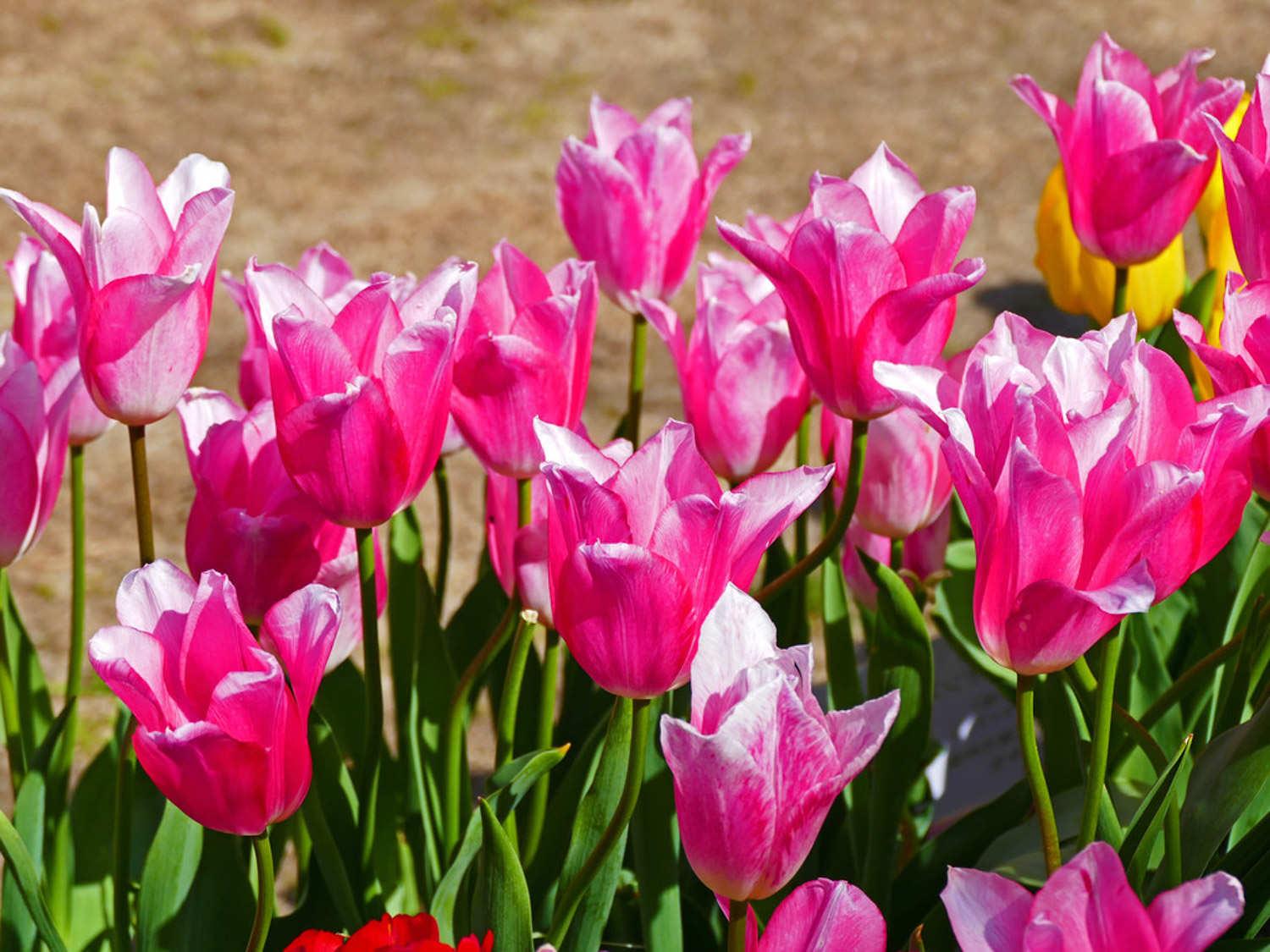 ​水培郁金香多久能开花