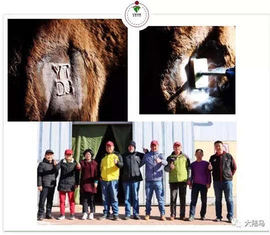 为啥很多马都有“纹身”？左肩字母、右肩数字是要混社会？