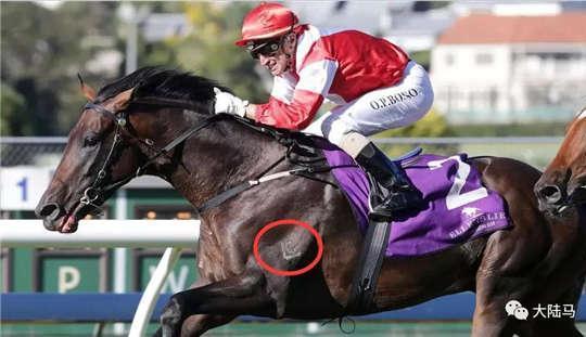 为啥很多马都有“纹身”？左肩字母、右肩数字是要混社会？