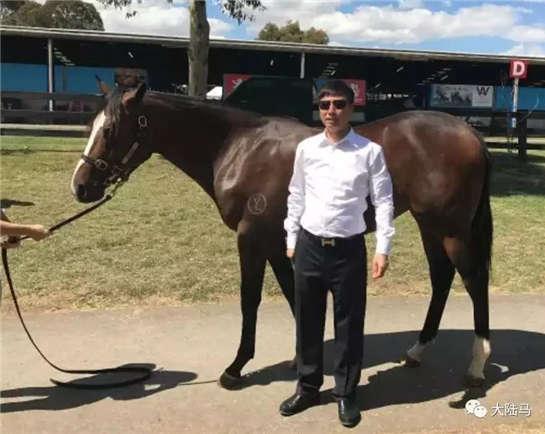 为啥很多马都有“纹身”？左肩字母、右肩数字是要混社会？