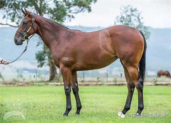 为啥很多马都有“纹身”？左肩字母、右肩数字是要混社会？