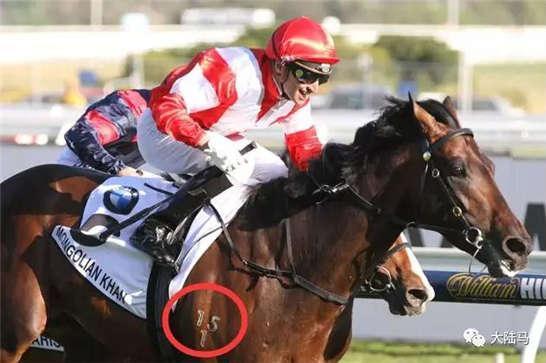 为啥很多马都有“纹身”？左肩字母、右肩数字是要混社会？