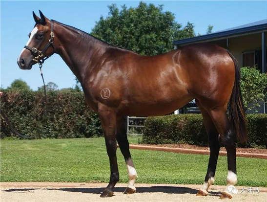 为啥很多马都有“纹身”？左肩字母、右肩数字是要混社会？