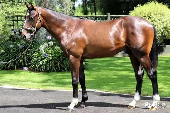 为啥很多马都有“纹身”？左肩字母、右肩数字是要混社会？