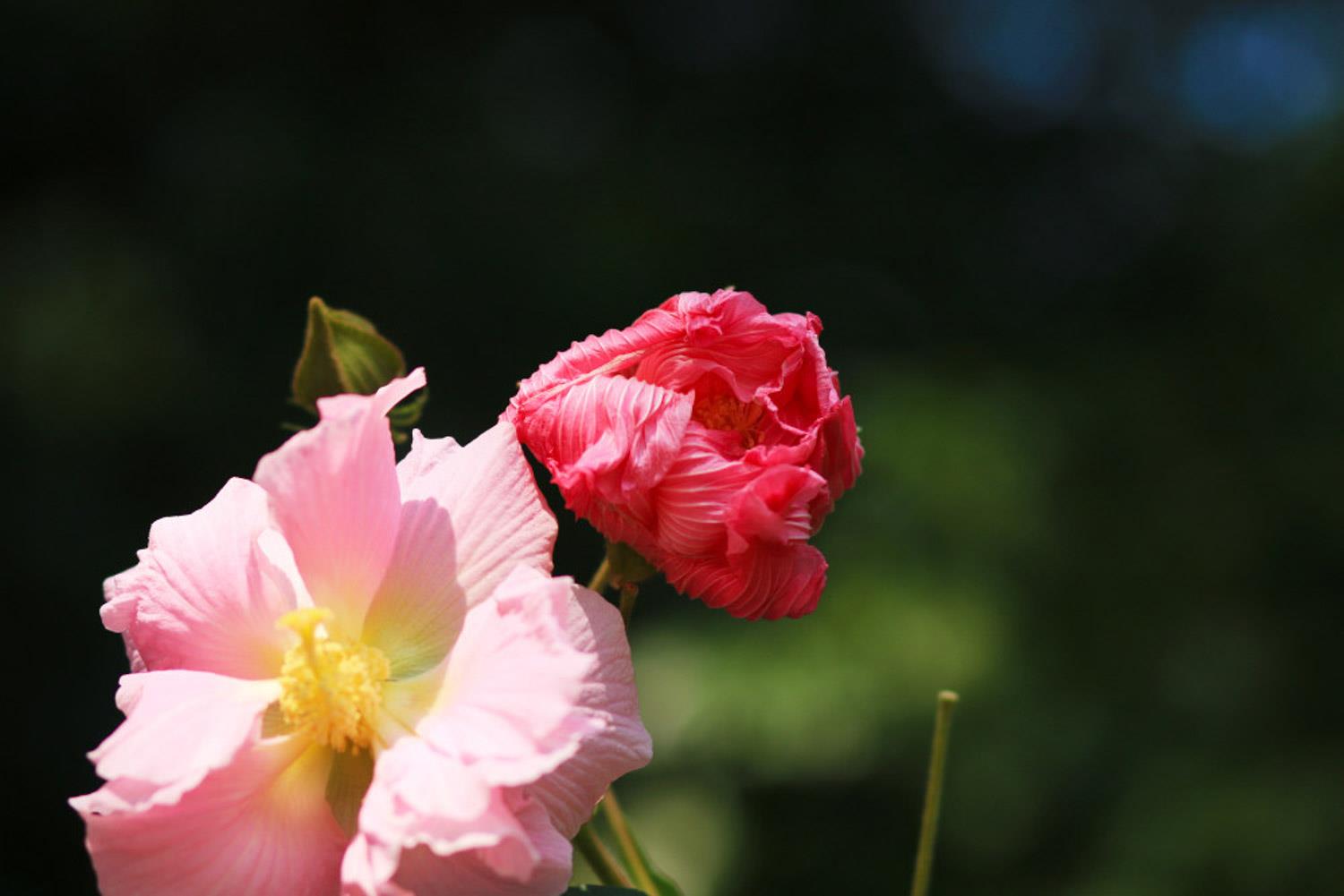 木芙蓉 木芙蓉