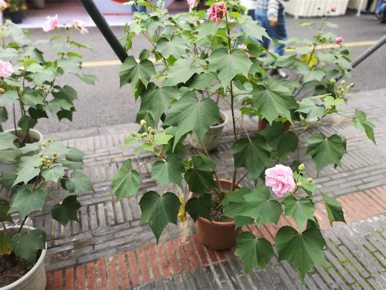 木芙蓉 木芙蓉