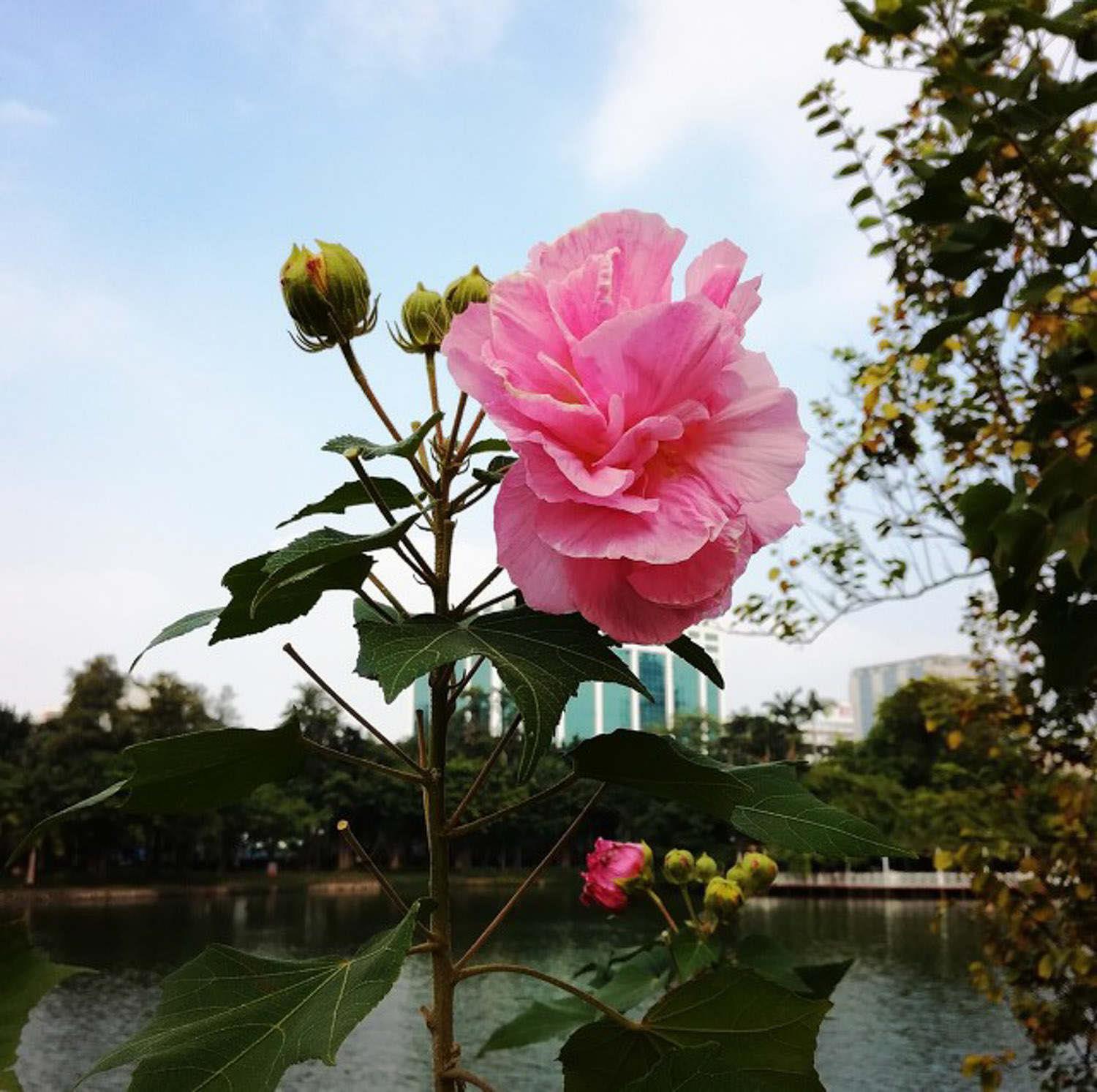 木芙蓉 木芙蓉